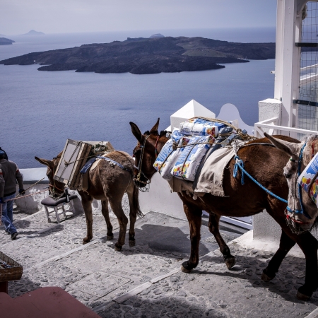 Απ' τα γαϊδουράκια της Σαντορίνης στην ανθρώπινη γαϊδουριά