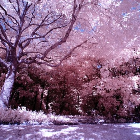 Ο μύθος των Sakura και Yohiro συνδέει την κερασιά με τον αιώνιο έρωτα