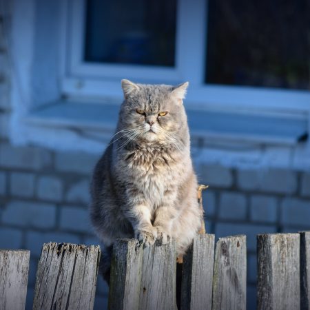 Όταν ανοίγετε την πόρτα χωρίς να χτυπήσετε είστε για καντήλια