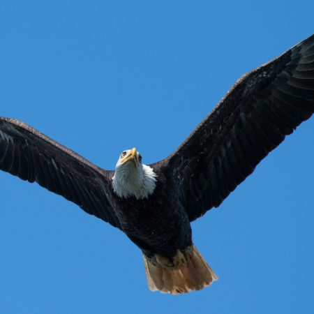 Eagle position: Δοκιμάζοντας τη στάση «αετός» στο κρεβάτι