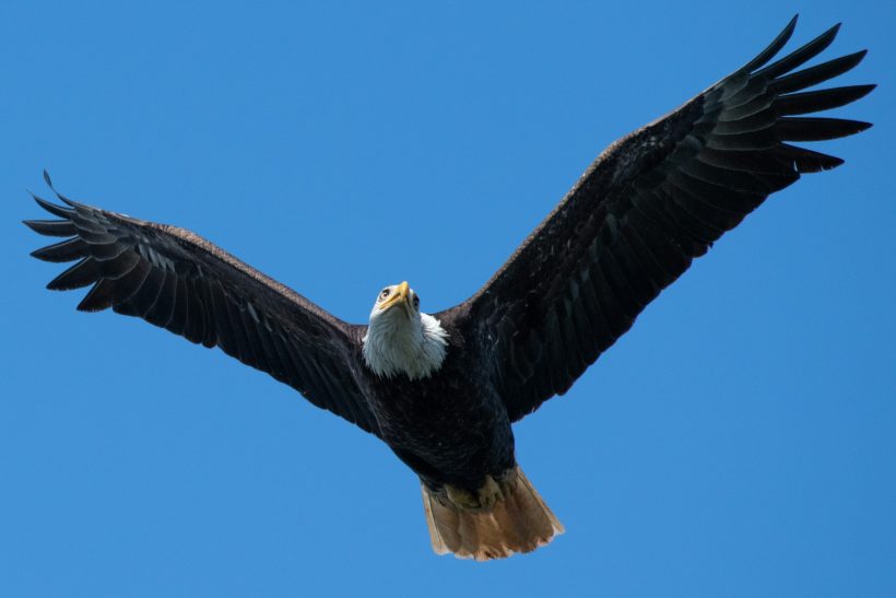 Eagle position: Δοκιμάζοντας τη στάση «αετός» στο κρεβάτι