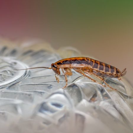 Σε άλλα νέα ιπτάμενες κατσαρίδες έχουν γεμίσει όλη τη Λάρισα