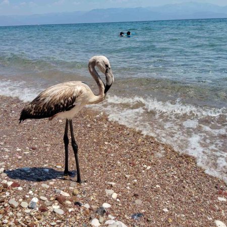 Η «ΑΝΙΜΑ» κάνει έκκληση να προστατέψουμε τα χαμένα φλαμίνγκο!