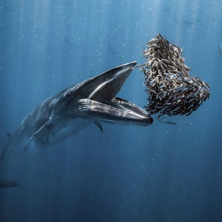 Ocean Photographer of the Year 2024: Απίθανες εικόνες των θαλάσσιων μυστηρίων