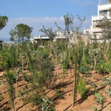 5000 δέντρα και θάμνοι φυτεύτηκαν στο 1ο micro forest στην Κυψέλη